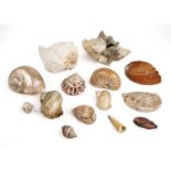 A collection of shells to include a conch