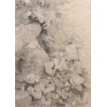 Jane Bond (1939), 'Hedgerow', pencil sketch and a further nude study Hedgerow 57cm x 38cm, nude 40cm