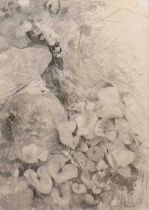 Jane Bond (1939), 'Hedgerow', pencil sketch and a further nude study Hedgerow 57cm x 38cm, nude 40cm