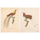 Audebert (J.B.) Two ornithological coloured prints 'Le Manucode' Pl.5. and 'Le Petit Emeraude' Pl 2.