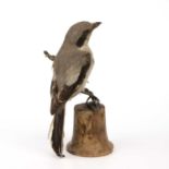 An antique taxidermic Shrike mounted on an elm plinth. overall 21xm high tail feather loose, wobbly