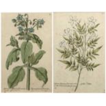 Pair of antiquarian botanical engravings studies of flowers, indistinctly titled and numbered,