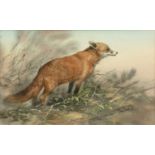 Trevor Parkin (b.1935) 'Study of a fox', watercolour, signed lower right, 14.5cm x 24cm