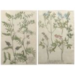 Set of five of antiquarian Weinmann botanical engravings studies of flowers, indistinctly titled and