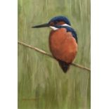 Derek Robertson (b.1967) 'In the whispering reeds (Kingfisher)', watercolour, signed lower left,