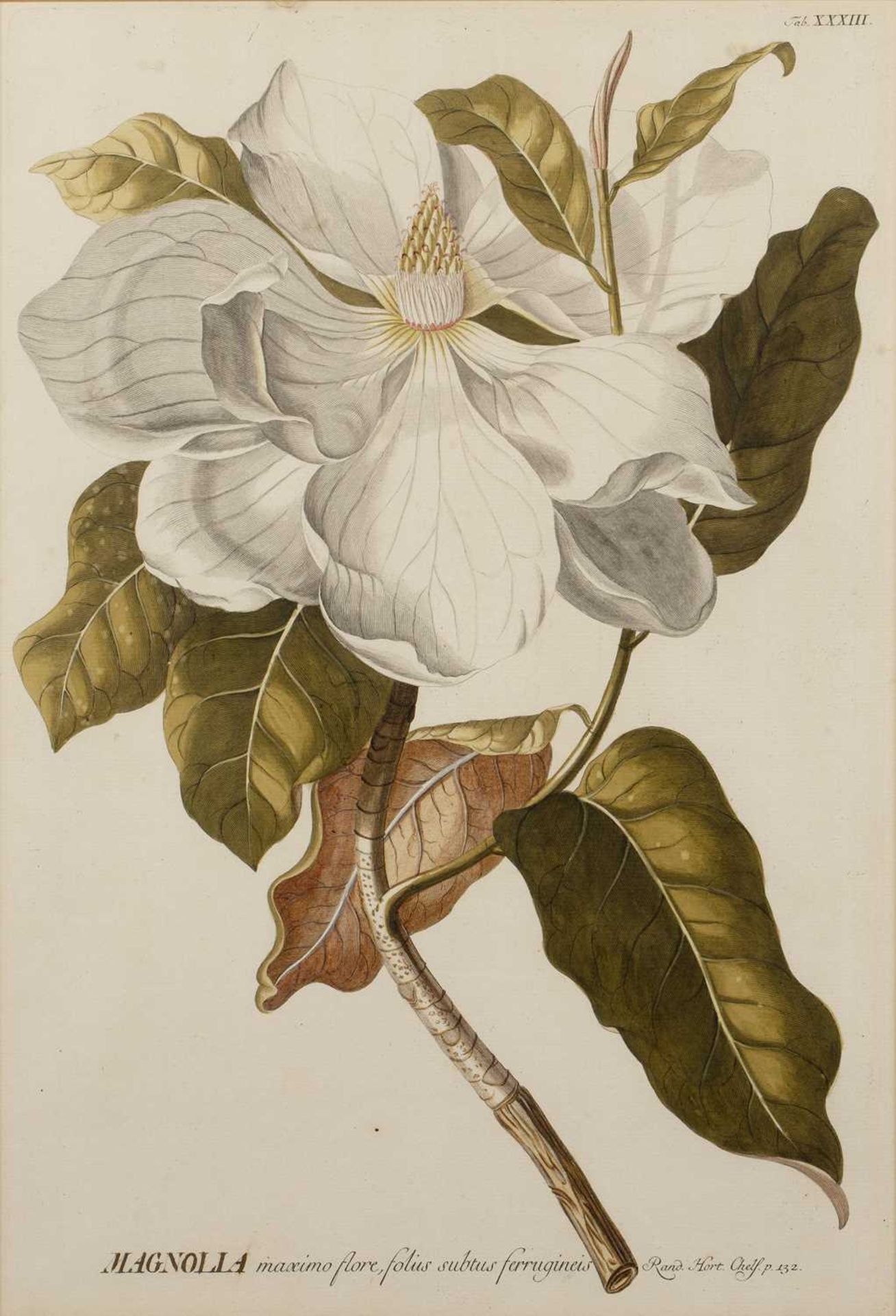 Tessard Magnolia Glauca, hand-coloured engraving, 32 x 21cm, and four further magnolia subject - Image 10 of 15