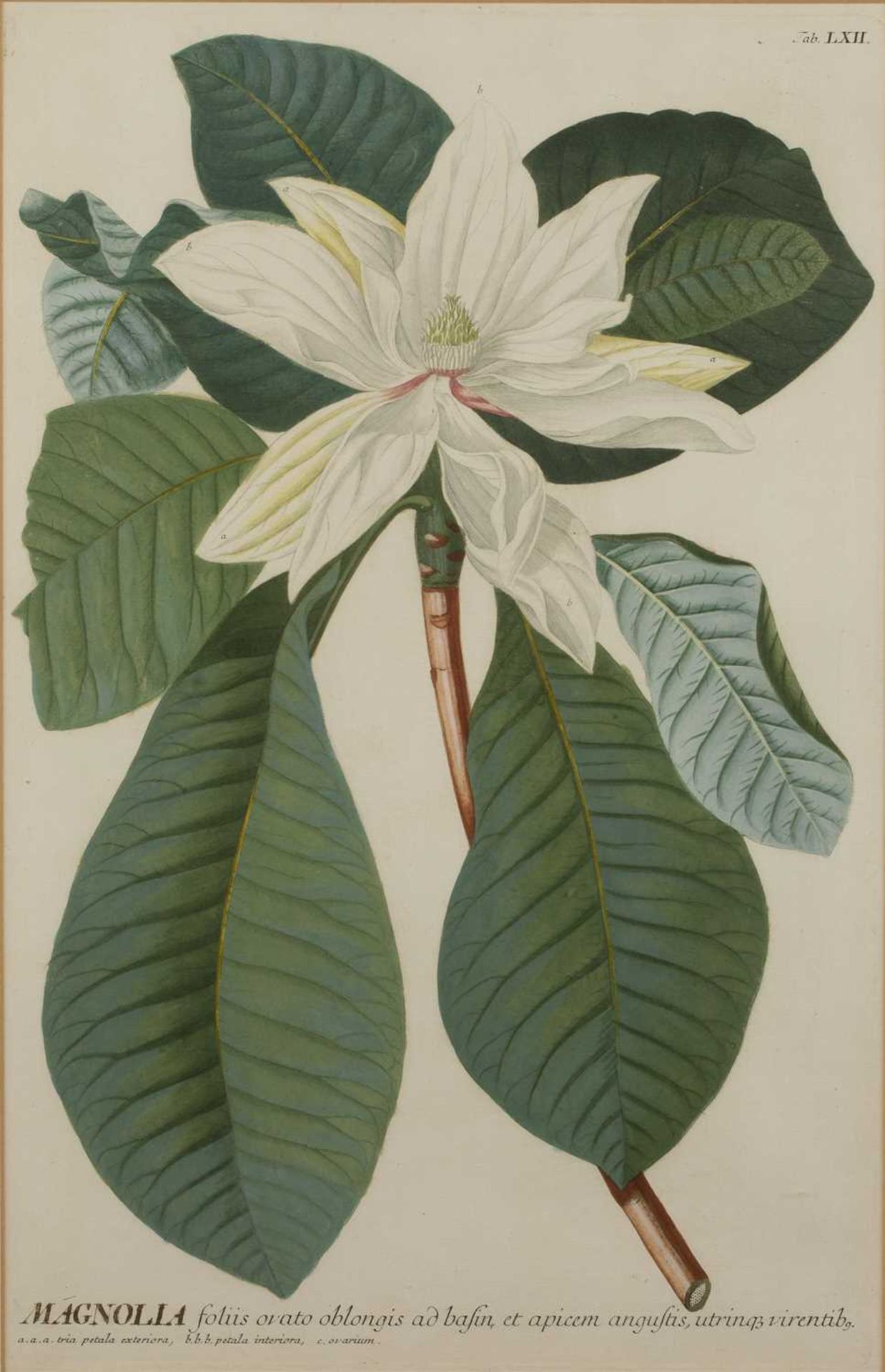 Tessard Magnolia Glauca, hand-coloured engraving, 32 x 21cm, and four further magnolia subject - Image 7 of 15