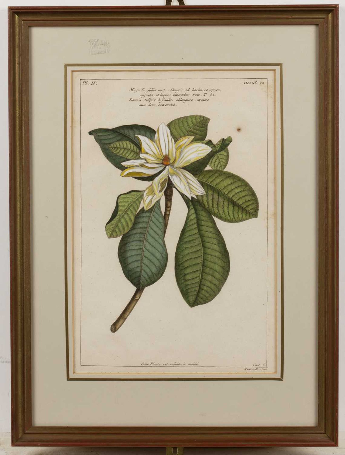 Tessard Magnolia Glauca, hand-coloured engraving, 32 x 21cm, and four further magnolia subject - Image 5 of 15