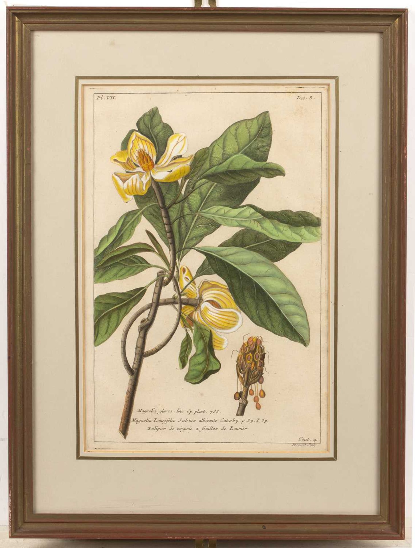 Tessard Magnolia Glauca, hand-coloured engraving, 32 x 21cm, and four further magnolia subject - Image 14 of 15