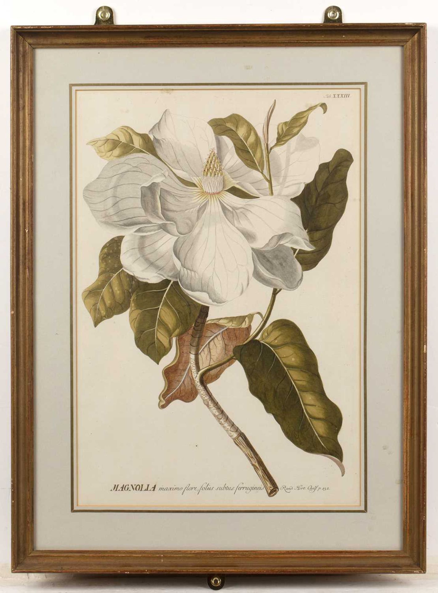 Tessard Magnolia Glauca, hand-coloured engraving, 32 x 21cm, and four further magnolia subject - Image 11 of 15