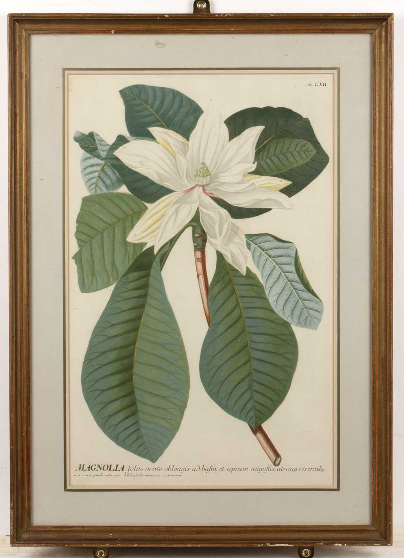 Tessard Magnolia Glauca, hand-coloured engraving, 32 x 21cm, and four further magnolia subject - Image 8 of 15