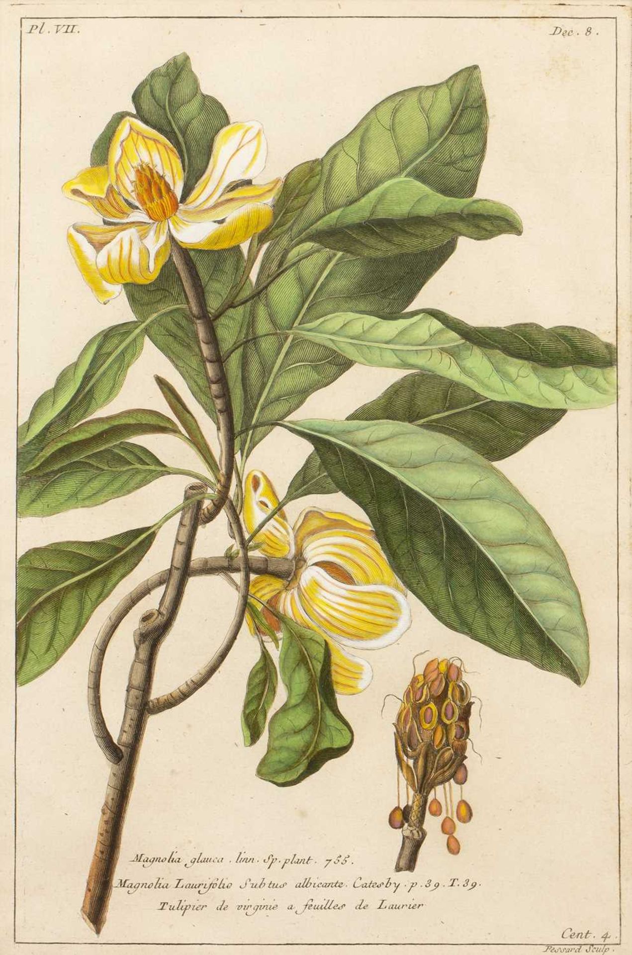 Tessard Magnolia Glauca, hand-coloured engraving, 32 x 21cm, and four further magnolia subject - Image 13 of 15