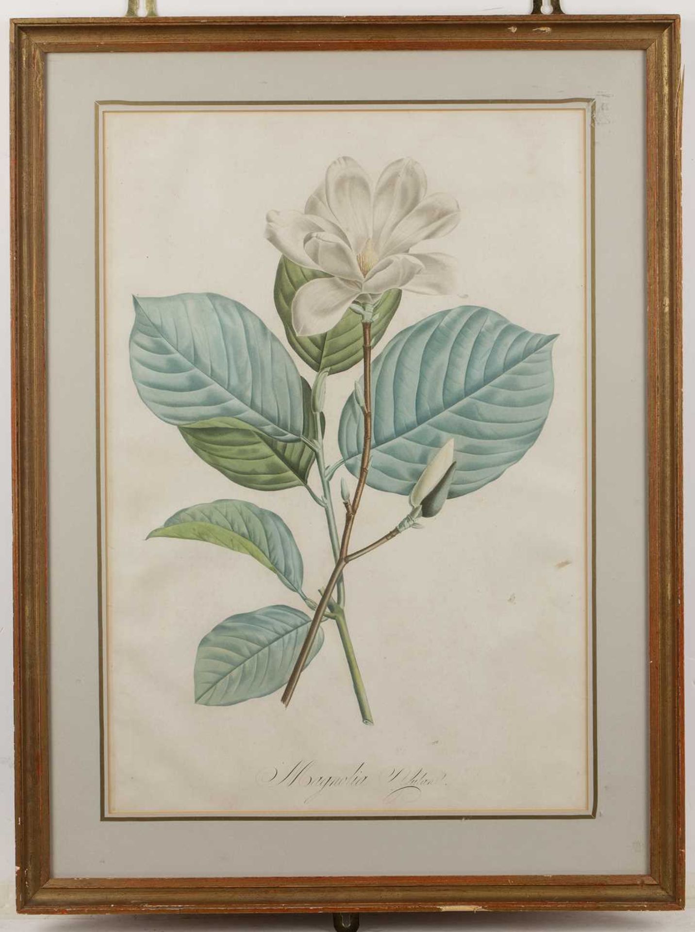 Tessard Magnolia Glauca, hand-coloured engraving, 32 x 21cm, and four further magnolia subject - Image 2 of 15