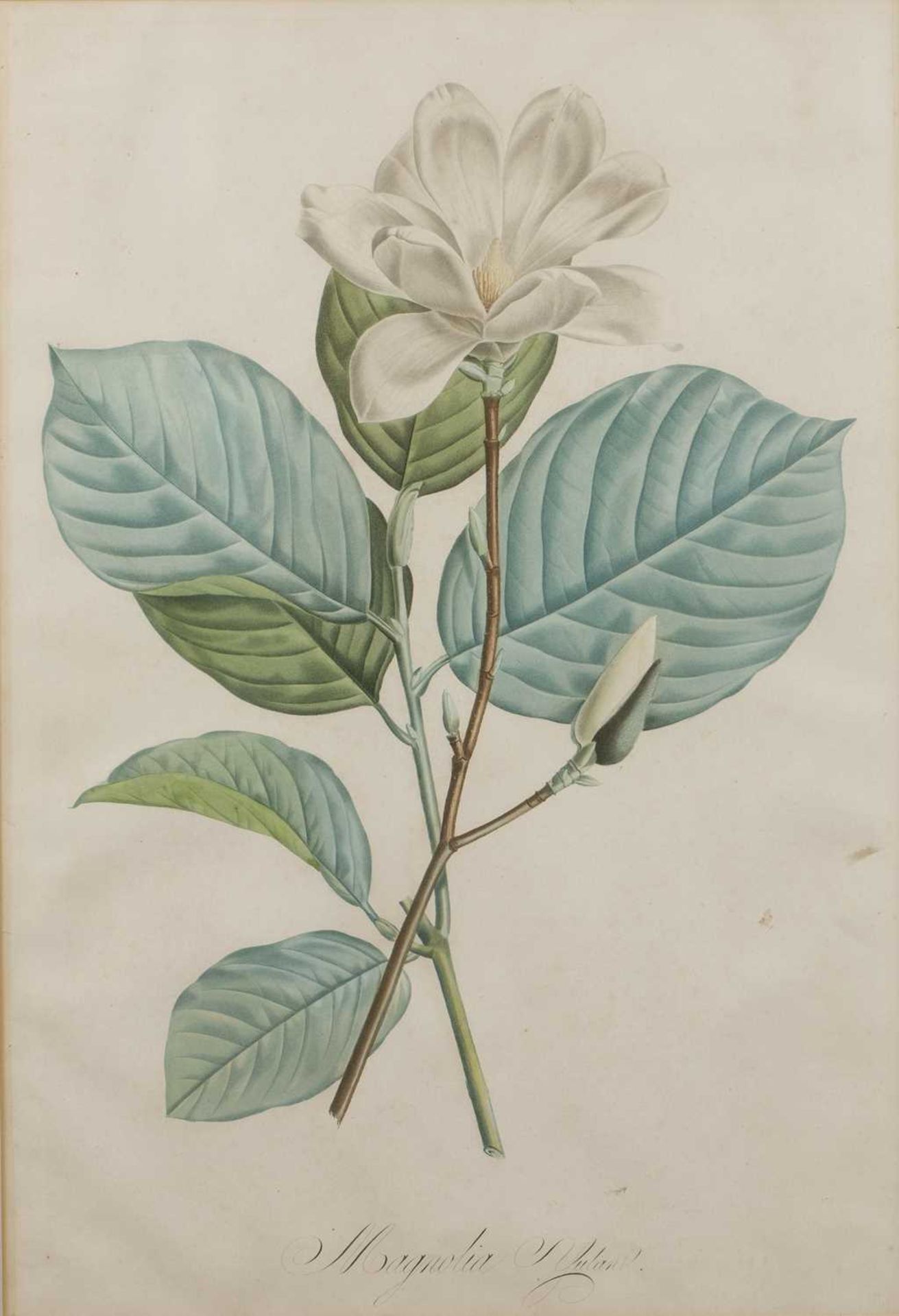 Tessard Magnolia Glauca, hand-coloured engraving, 32 x 21cm, and four further magnolia subject
