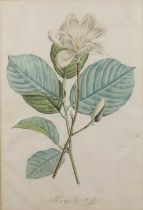 Tessard Magnolia Glauca, hand-coloured engraving, 32 x 21cm, and four further magnolia subject