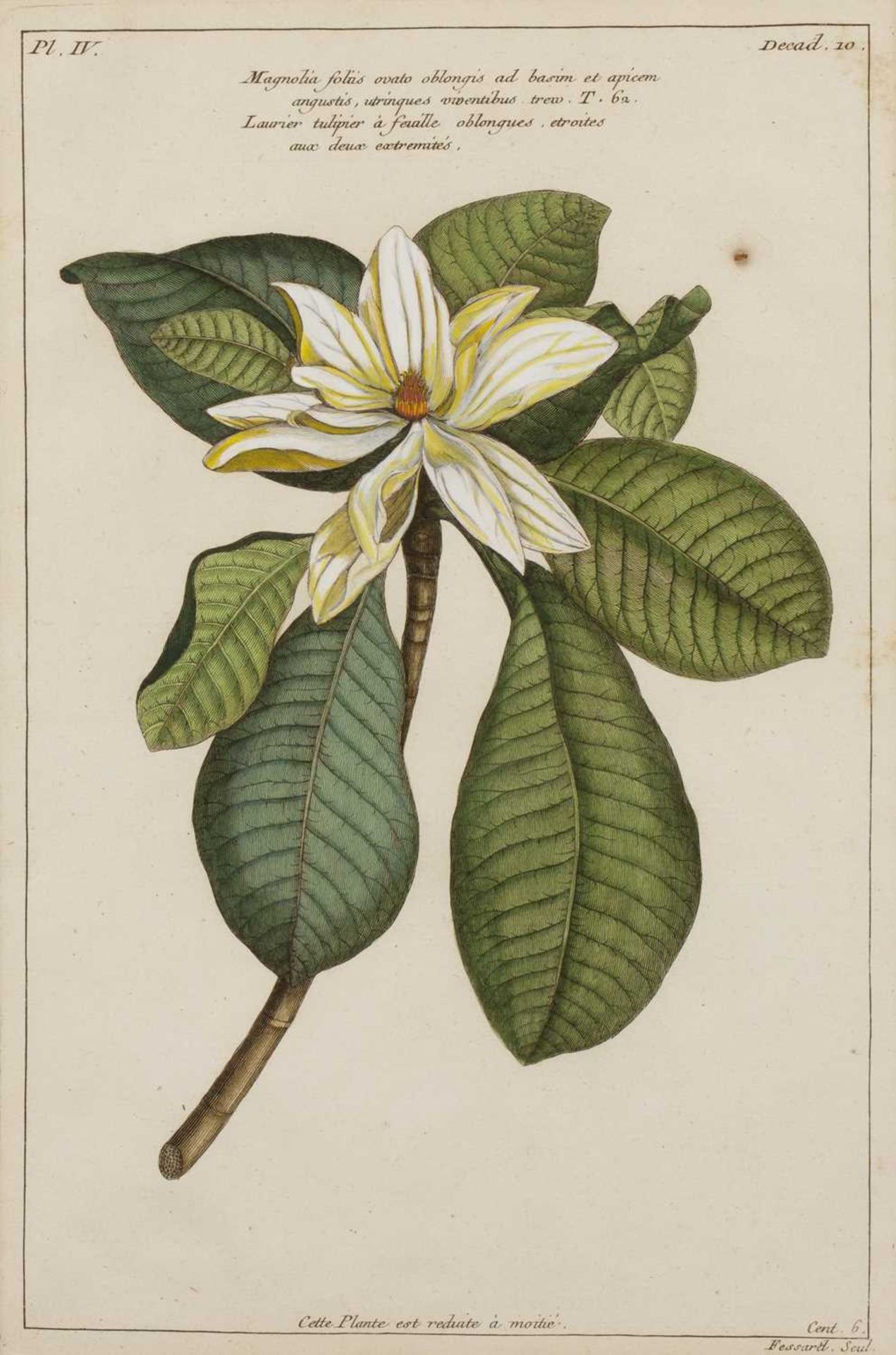 Tessard Magnolia Glauca, hand-coloured engraving, 32 x 21cm, and four further magnolia subject - Image 4 of 15