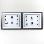 A collection of insects in display frames