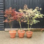 Three acer trees, in terracotta pots