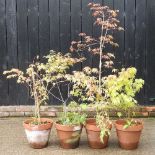 Four small acer trees, in terracotta pots