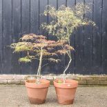 Two acer trees