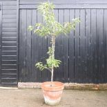 A fruit tree, in a terracotta pot