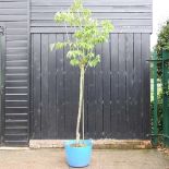 A cherry tree, in a blue garden trug