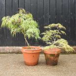 Two acer trees, in terracotta pots