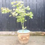 A large acer tree, in a glazed pot