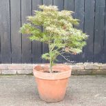 An acer tree, in a terracotta pot