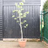 A fruit tree, in a terracotta pot