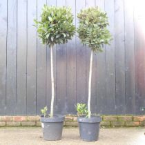 A pair of bay trees, each 159cm high (2)