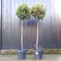 A pair of bay trees, each 167cm high (2)