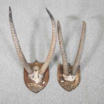A pair of taxidermy antelope antlers. mounted on a shield, 45cm high, together with another (2)