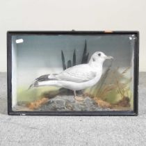 A taxidermy seagull, in a glazed case, 45cm wide