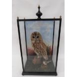 Vintage Taxidermy Owl And Wagtail In Glazed Box well mounted owl and wagtail in a natural