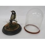 Vintage Taxidermy Bird In Glass Dome well mounted bird in a natural setting.  Turned wooden base