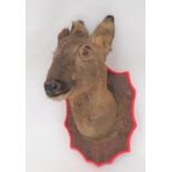 Vintage Taxidermy Deer Head Wall Mount well mounted head with small point antlers.  Plastic eyes.