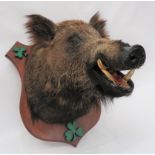 Vintage Taxidermy Boar Head Wall Mount open mouth showing tusks (composite).  Mounted on a wooden