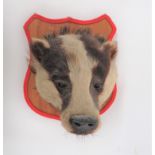 Vintage Taxidermy Badger Head Wall Mount well mounted head.  Wooden shield mount.