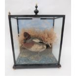 Vintage Taxidermy Duck In Glazed Box well mounted duck in a natural setting.  Wooden base and wooden
