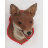 Vintage Taxidermy Fox Head Wall Mount well mounted head with open mouth showing teeth (