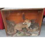 Vintage Taxidermy Fox And Rabbit well done fox with his kill set in a naturalistic setting with