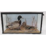 Vintage Taxidermy Pair Of Ducks well done male and female ducks set in a naturalistic setting.