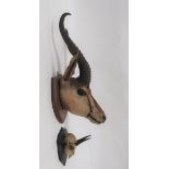 Vintage Taxidermy Soemmerrings Gazelle well done head complete with horns.  Mounted on a wooden