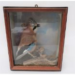 Vintage Taxidermy Jay In Glazed Case well mounted jay in a natural setting.  Later wooden case