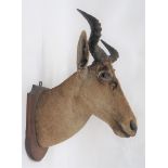 Vintage Taxidermy Cokes Hartbeest  well done head complete with horns.  Mounted on a wooden