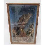 Vintage Taxidermy Buzzard well done buzzard in a naturalistic setting.  Glazed front box, 16 x 23