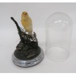 Vintage Taxidermy Canary In Glass Dome well mounted bird in a natural setting.  Chrome plated