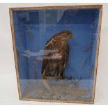 Vintage Taxidermy Buzzard  in a naturalistic setting.  Glazed front box, 21 x 25 inches.