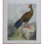 after William Alexander (British, 1767-1816) 'The Fire-Backed Pheasant of Java', hand coloured